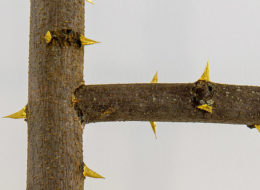 LaureTixier_LaGraineterie_echelle_detail-icone©MarcDomage