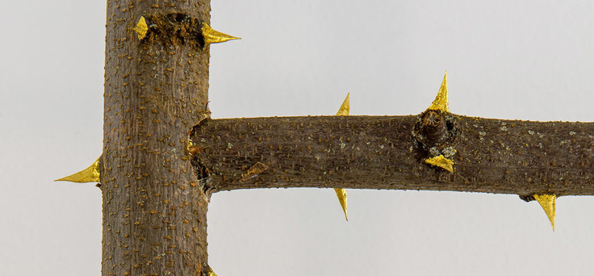 LaureTixier_LaGraineterie_echelle_detail-icone©MarcDomage