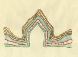 LaureTixier_UnitesStratigraphiques-ID
