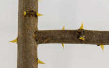 LaureTixier_LaGraineterie_echelle_detail-icone©MarcDomage